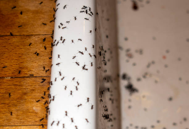 Pest Prevention Services in Harwich Port, MA